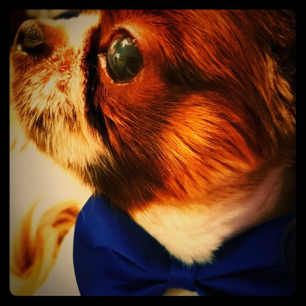 Meet your Posher, Kristi